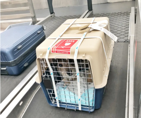 柳州宠物托运 宠物托运公司 机场宠物托运 宠物空运